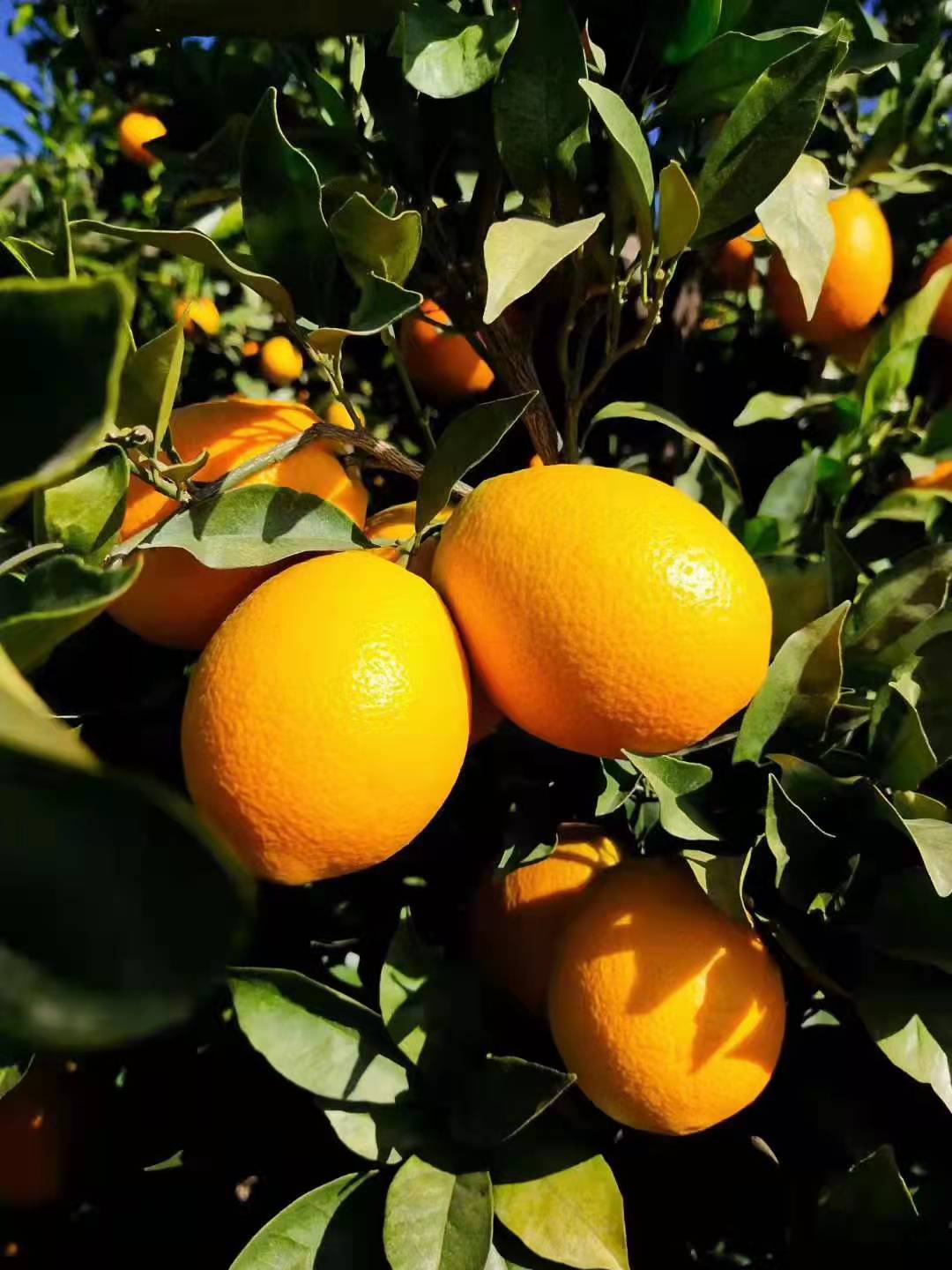 大理宾川水果之乡特级新鲜水果大果柠檬清香纽荷尔橙子