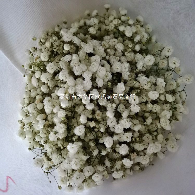 云南昆明满天星鲜花千万星伊洛斯花束半干花真花吸色鲜花直批批发