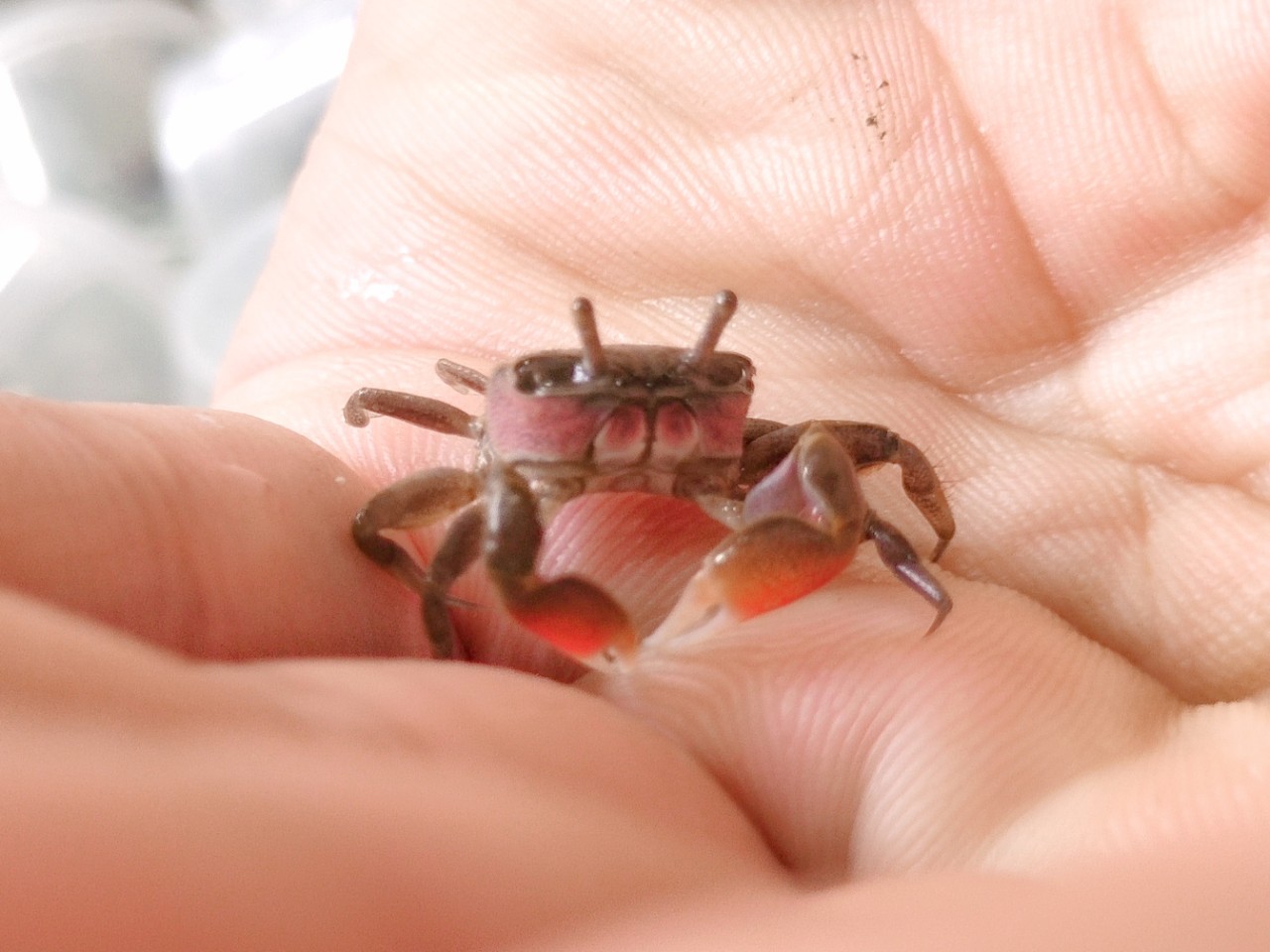 2万只相守蟹红色蟹活体相手蟹观赏螃独立包装量大包邮运输包损耗批发