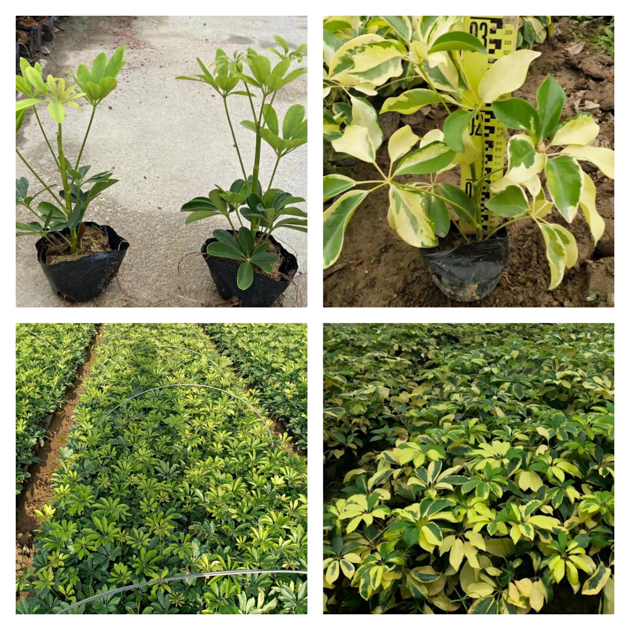 鸭脚木袋苗 市政绿化工程苗鹅掌柴 中山绿植地被基地 花八叶