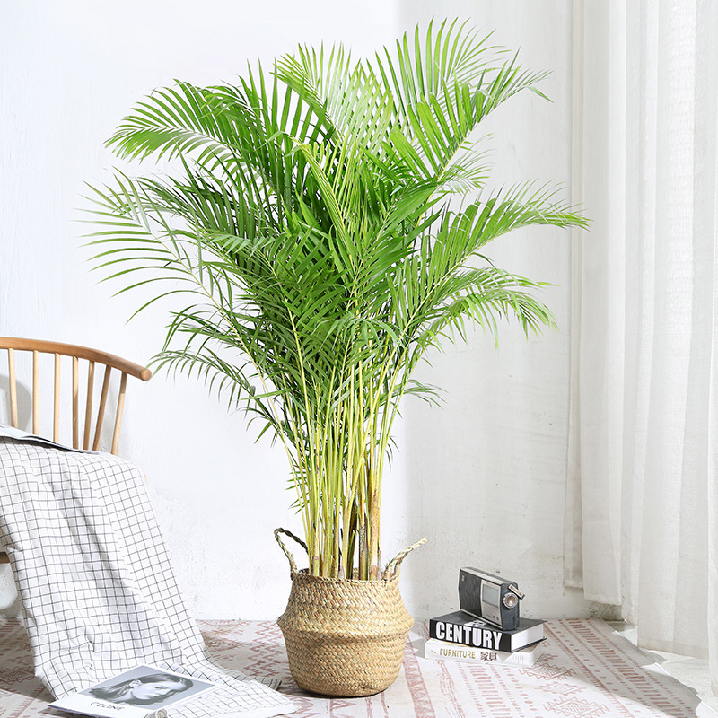 散尾葵盆栽大型植物北欧绿植客厅室内办公室净化空气吸甲醛凤尾竹