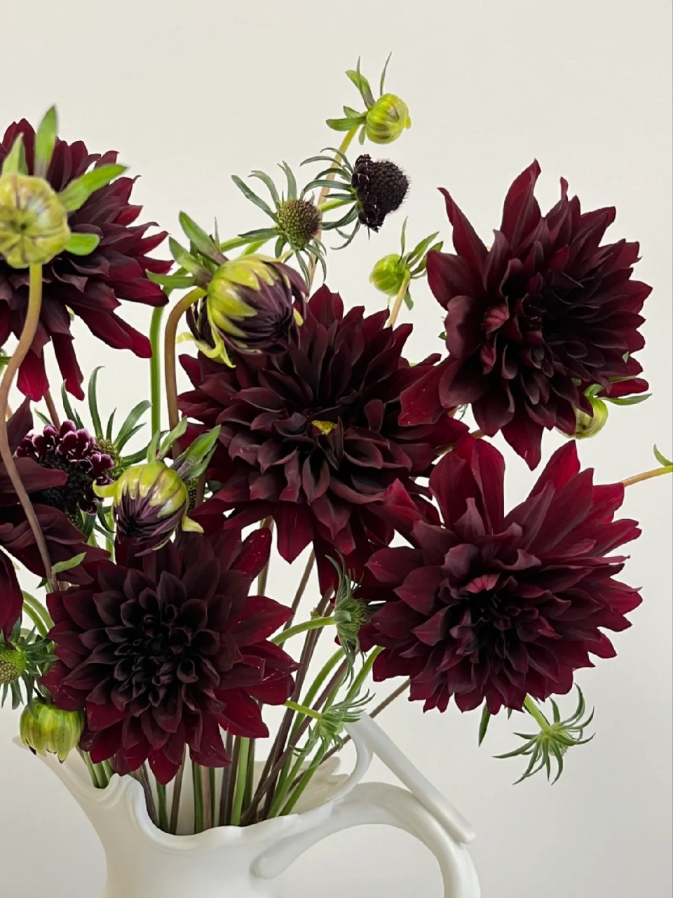 精选高级鲜花黑色大丽花云南昆明直发高档家庭插花花材云南直发