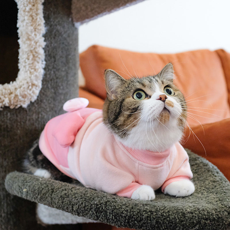 猫咪衣服秋冬装小猫猫英短美短蓝猫秋季冬天防掉毛宠物春秋款清仓