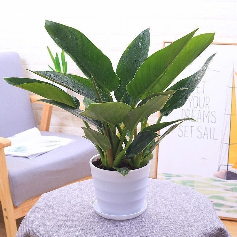 大叶 金钻 四季常青吸甲醛植物花苗大型绿植盆栽室内盆景花卉