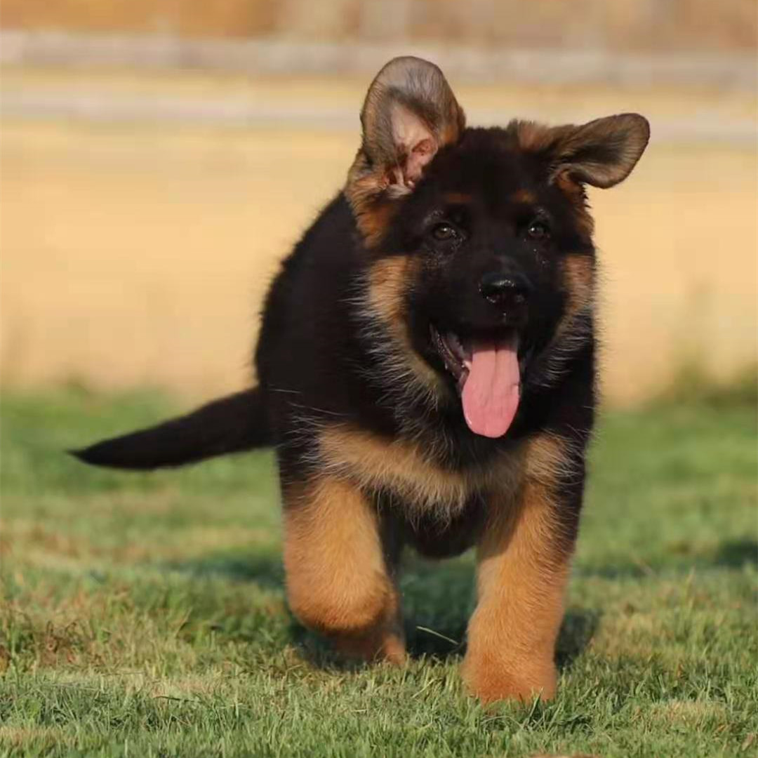 出售德国牧羊犬活体幼犬看家护院放牧牛羊德牧狼狗三个月多少一条