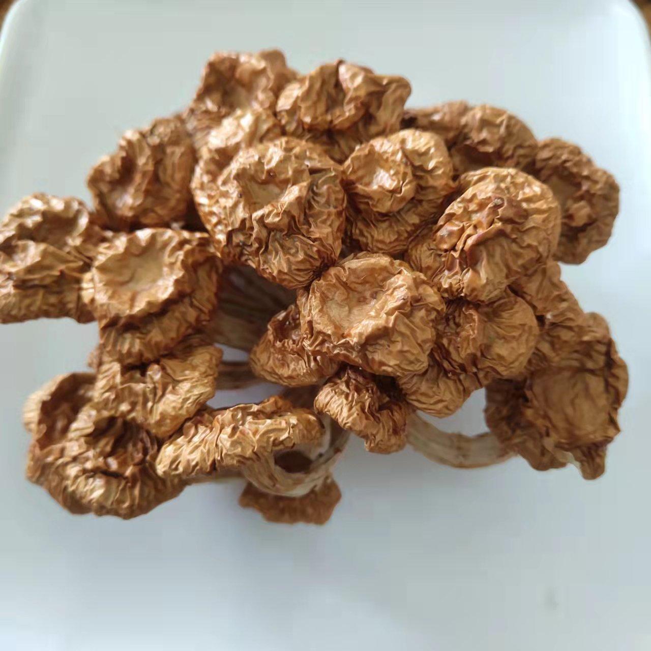 东北野生滑子菇有跟干货小鸡炖蘑菇食材小黄蘑滑菇特产香菇-报价