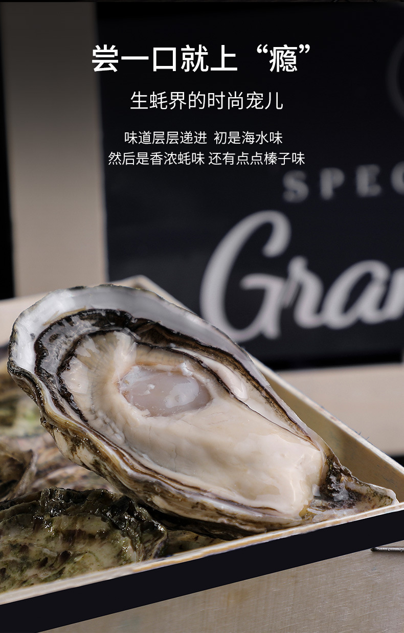 法国原装进口生蚝 吉拉多生蚝大量批发 顺丰粉钻生蚝批发诚招代理