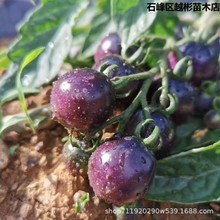 紫圣女果种子超甜圣女果水果种籽阳台四季盆栽西红柿种子樱桃番茄
