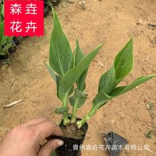 美人蕉杯苗 景观绿化苗木美人蕉 青州基地批发美人蕉