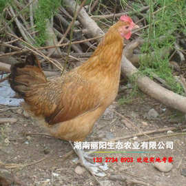 出售黄羽绿壳蛋鸡苗另有乌五黑蛋鸡苗青壳蛋鸡仔另有小脚跑山土鸡