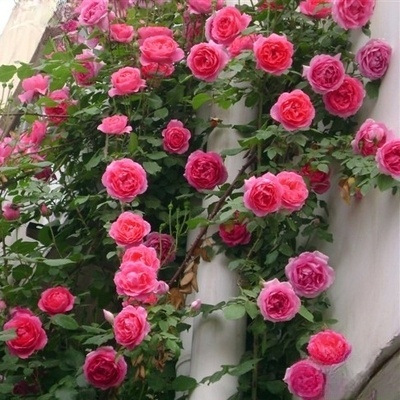 玫瑰花苗月季蔷薇室内外四季老桩特大花花卉绿植物盆栽