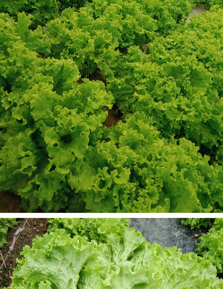 软尾生菜种子农田菜园脆嫩清香无纤维生菜种子蔬菜种子