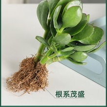 大叶玉树盆栽花卉老桩盆景多肉植物红叶小叶苗燕子掌室内客厅绿植