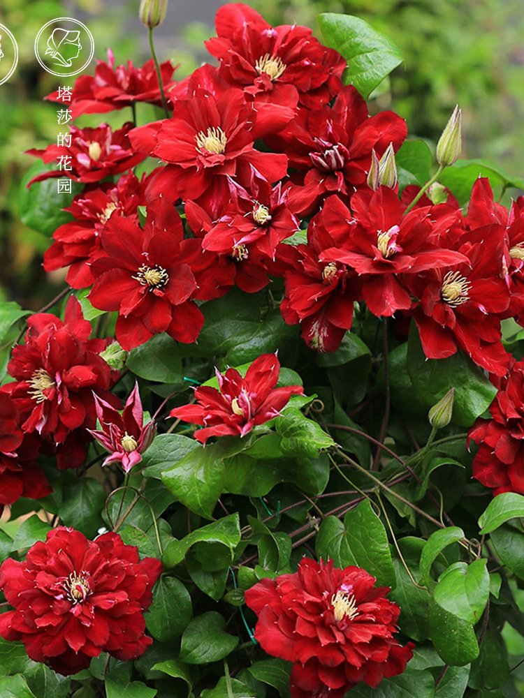 塔莎的花园 大道组铁线莲爬藤植物花卉盆栽夏尔曼啤酒艾丽塔马萨