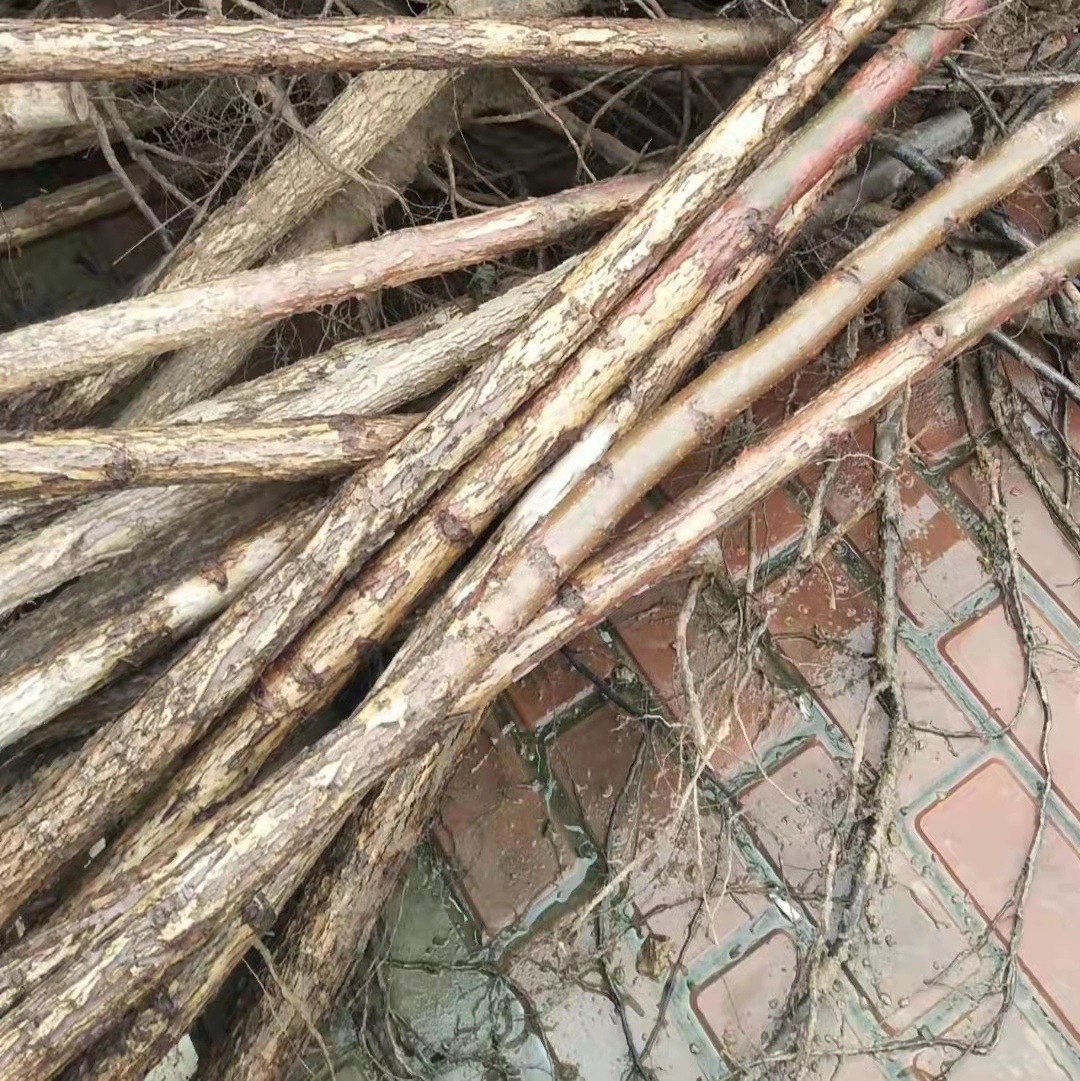 长期供应美国黑核桃树 3---7公分黑核桃树 嫁接猴头用黑核桃树