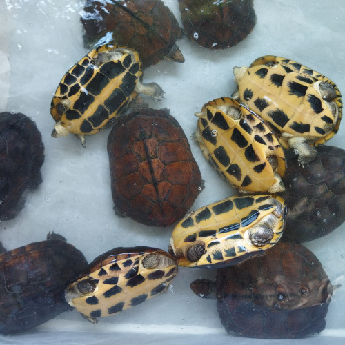 精品南种纯种石金钱龟黄喉拟水龟越南石龟镇宅招钱财龟苗观赏乌龟