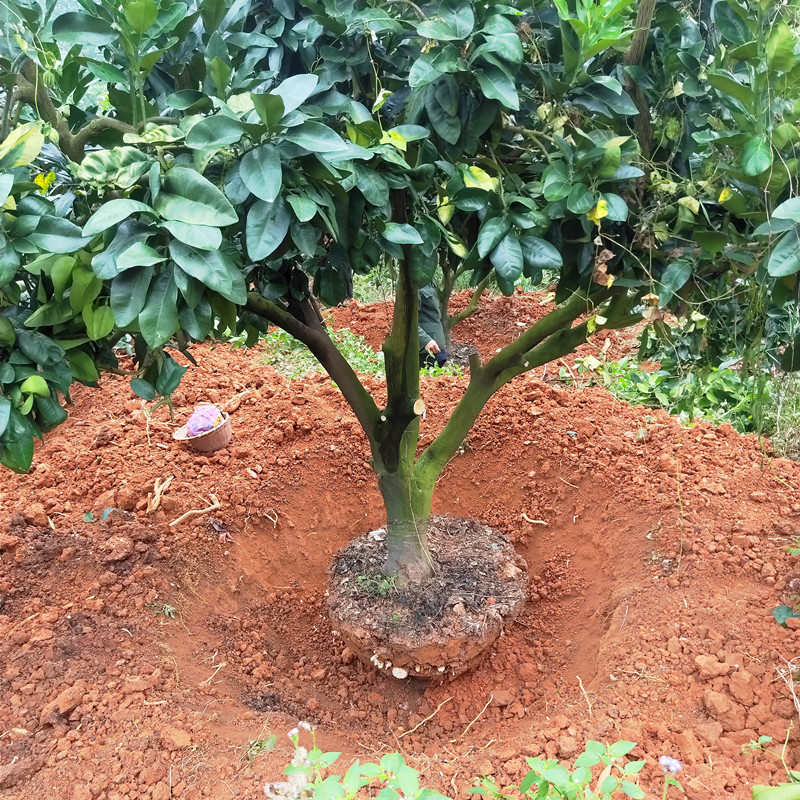 基地大量批发琯溪三红柚子苗h200cm三红蜜柚苗根系发达 量大免邮