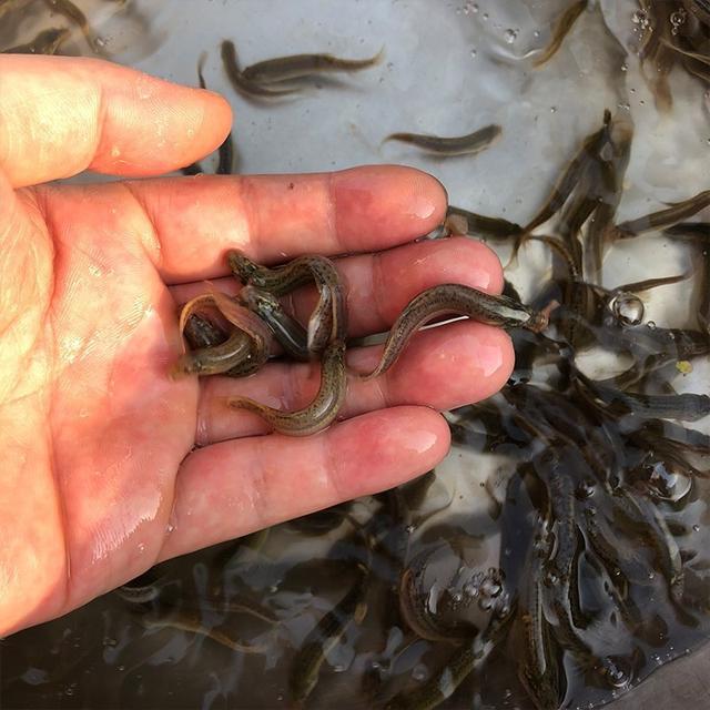 鲜活小泥鳅苗金圆鳅观赏鱼龙鱼虎鱼魟鱼龟活体饲料鱼路亚筏钓活饵