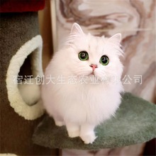 金吉拉猫幼猫纯白拿破仑矮脚猫纯种短腿矮脚猫高地长毛猫咪活物