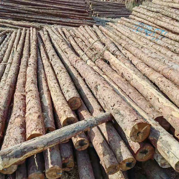 松木桩 河道打桩木落叶松樟子松原木松木桩 绿化支撑防汛松木桩