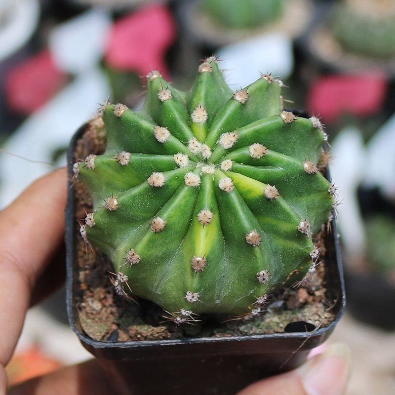 世界图锦仙人球自然锦88盆一件开花短刺仙人掌植物好养活