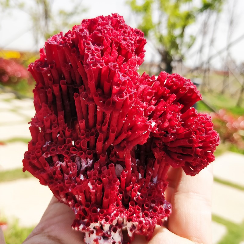 超大珊瑚骨造景海缸海底真珊瑚摆件天然海珊瑚石化石礁石大块