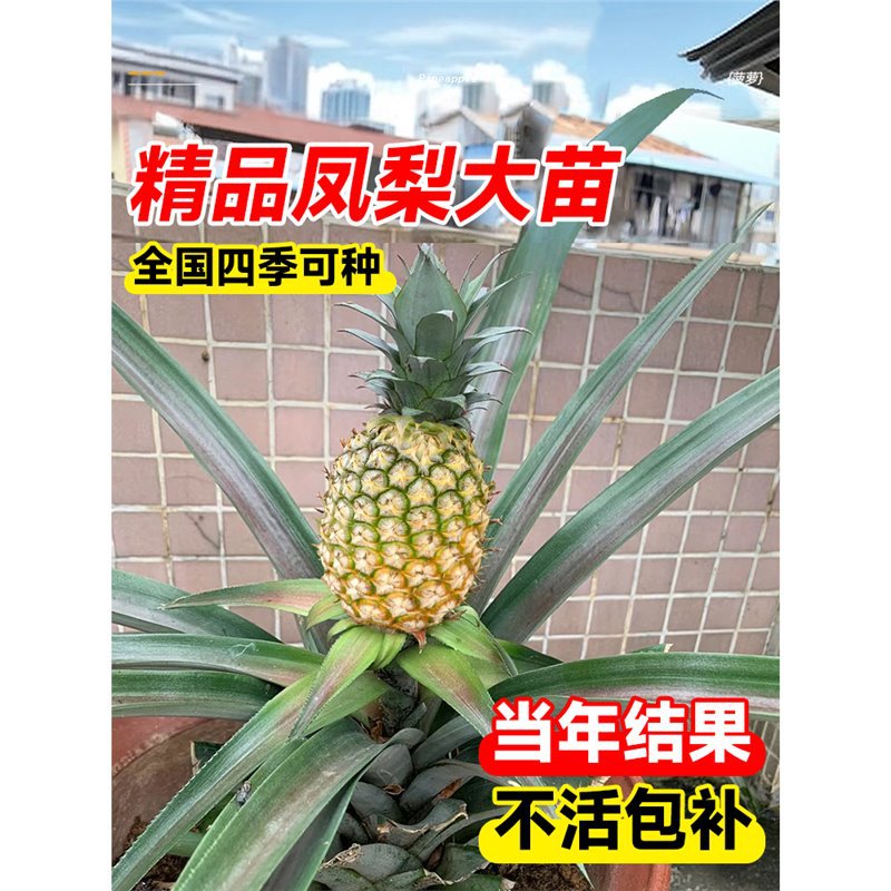 凤梨苗台湾金钻菠萝苗子带果盆栽大号南北方耐寒庭院矮化水果树苗