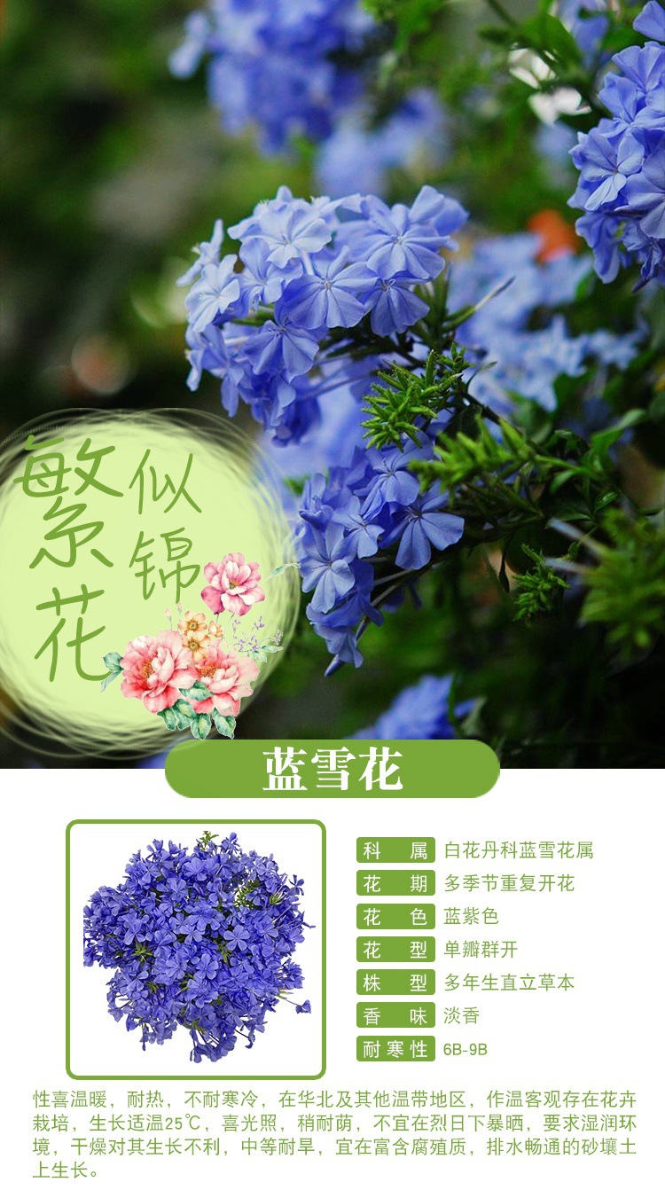 蓝雪花盆栽大苗爬藤花卉绿植物室内阳台庭院多年生四季开花易活