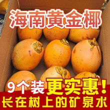 海南万宁黄金椰子现摘现发新鲜水果4/6/9个装整箱一件代发批发