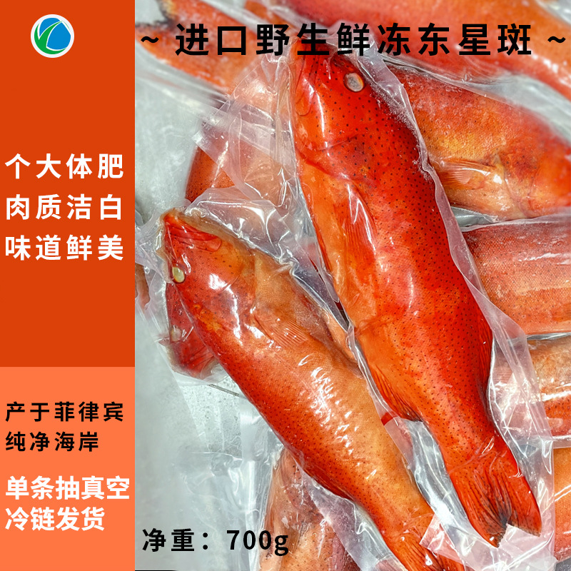 现货深海野生东星斑鲜活速冻红石斑鱼龙胆海鱼没小刺肉嫩辅食餐厅