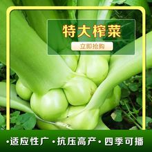 特大榨菜种子特大光头芥菜种子南方四川高产四季播蔬菜种子芥菜种