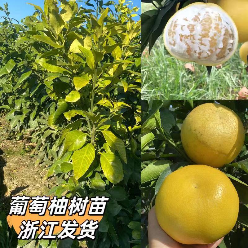 台州葡萄柚树苗南方种果树苗新品种台湾葡萄柚苗嫁接鸡尾葡萄柚树