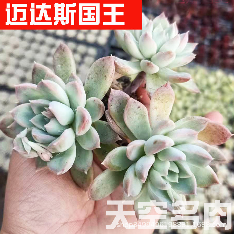 100迈达斯国王.jpg
