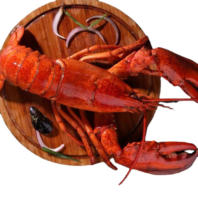 熟波龙冷冻波龙虾波士顿龙虾熟冻龙虾小龙虾餐厅自助餐宴席商用