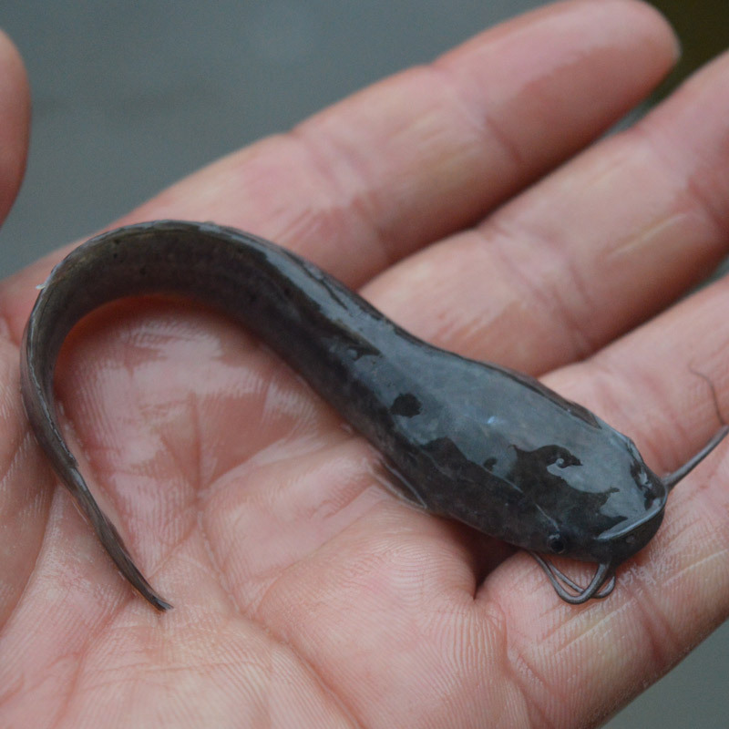 鲶鱼苗本地塘角鱼苗革胡子鱼淡水鱼塘鱼缸好养殖塘虱埃及塘鲺鱼苗