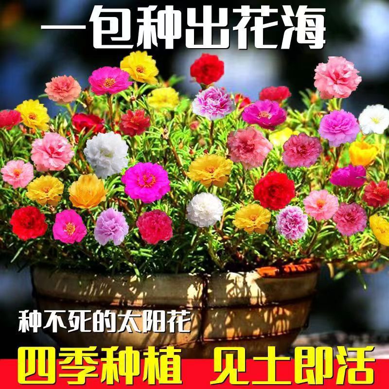 1万粒太阳花种子重瓣混色松叶牡丹花卉种子室内阳台盆栽花种籽