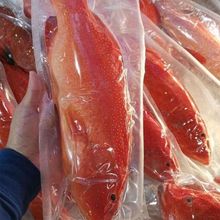 深海野生东星斑鲜活速冻红石斑鱼龙胆海鱼没小刺肉嫩辅食整条包邮