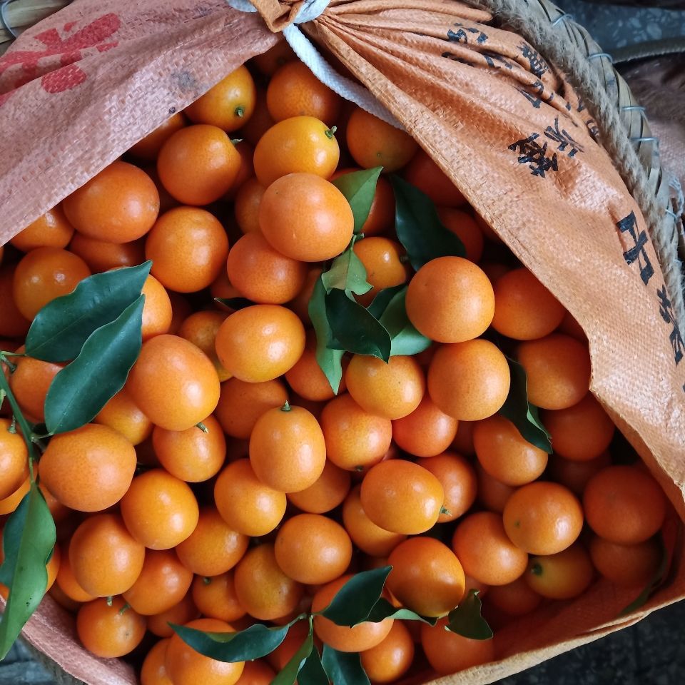 【甜】自家小金桔水果新鲜桔子当季油皮广西阳朔金桔橘子整箱现发