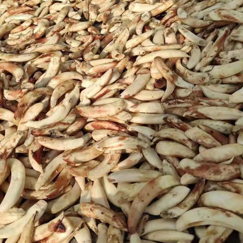 0010斤起批猪牙 猪门牙 猪獠牙 仿象牙珠子原料 古