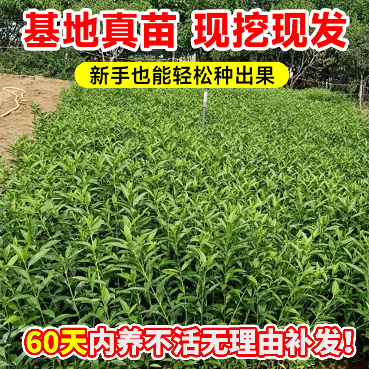 连翘树苗药用高产大果庭院盆地栽果树苗木青翘种苗酸枣南北方种植