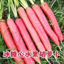 【新种上市】水果胡萝卜的种子生吃甜脆透心红胡萝卜种子萝卜种子