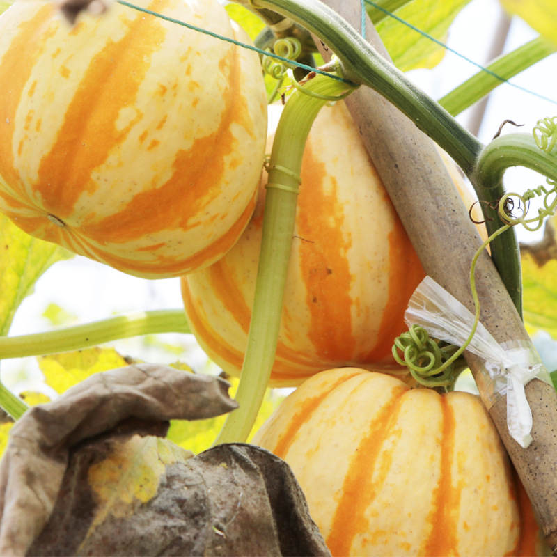 0成交10基地直供板栗味贝贝南瓜孕妇宝宝辅食南瓜新鲜蔬菜板栗南瓜