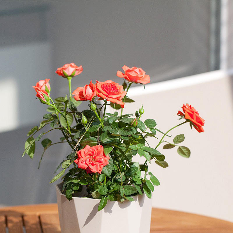 月季微型小欧月灌木多头带苞好养室内植物四季开花小桃红花卉盆栽