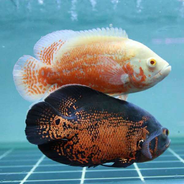 玉面皇冠鱼寿命图片