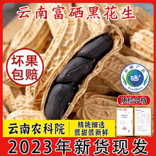 2023新鲜黑花生带壳富硒黑花生小粒黑皮花生米新货种子籽云南特产