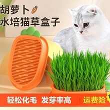 猫草盆栽小麦种子育苗盘无土水培化毛草猫薄荷自已种好幼猫咪零食