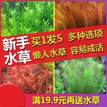 鱼缸水族箱水草造景套餐绿菊植物活体淡水中后景懒人阴性水榕沉楹