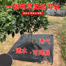 pe防草布布防防水轻量化加厚打孔草地开孔器果园庭院厂家批发地钉