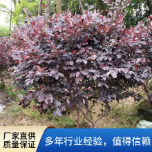 红花檵木球基地直发小苗彩叶观赏植物耐修剪园林绿化景观工程苗木