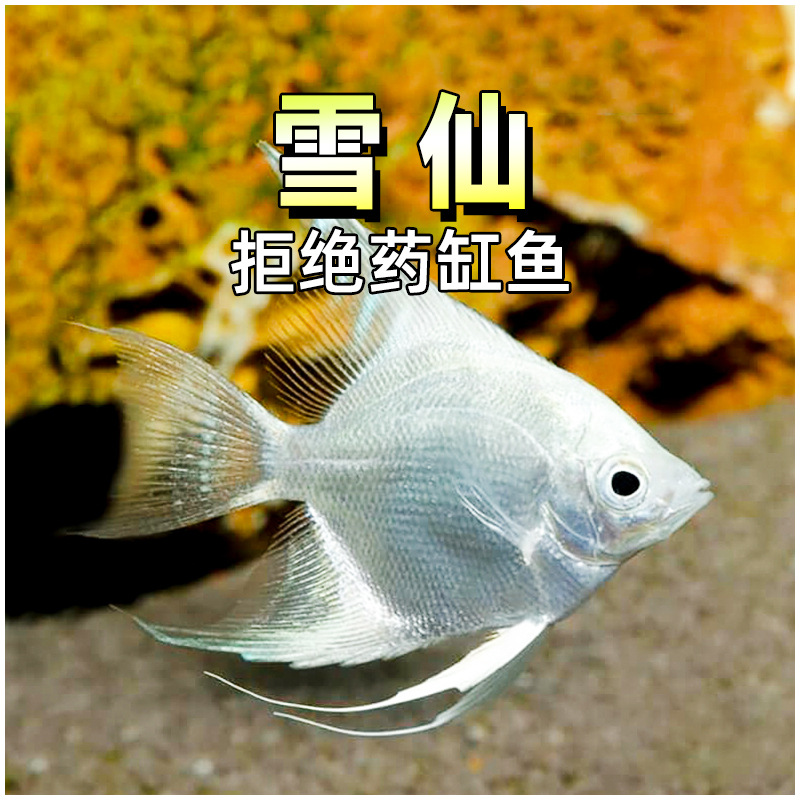鱼鱼活体白白鱼 秘鲁白鱼活体雪仙鱼燕鱼
